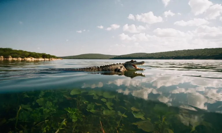 Are There Alligators In Lake Travis?