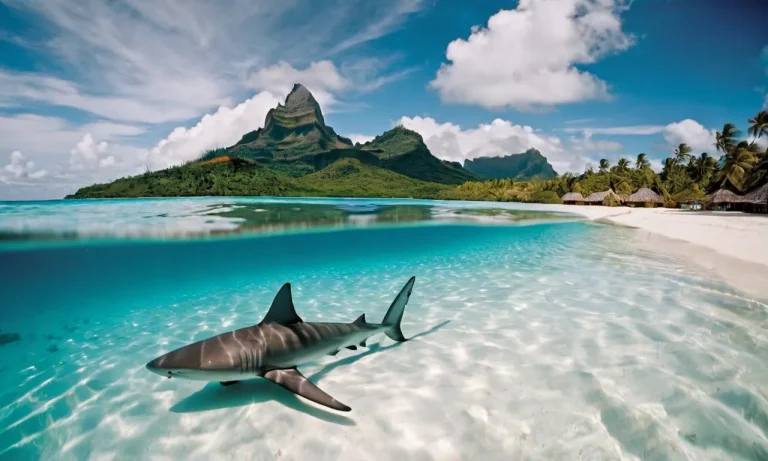 Dangerous Animals In Bora Bora: What To Watch Out For