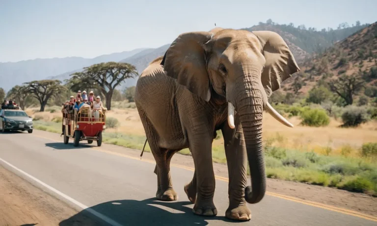 The Complex Issue Of Elephant Rides