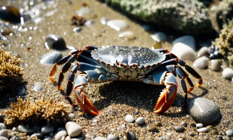 A Comprehensive Guide To Non Edible Crabs