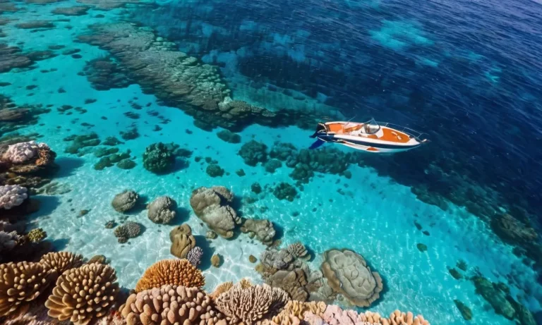 Sharks In Sardinia: What You Need To Know