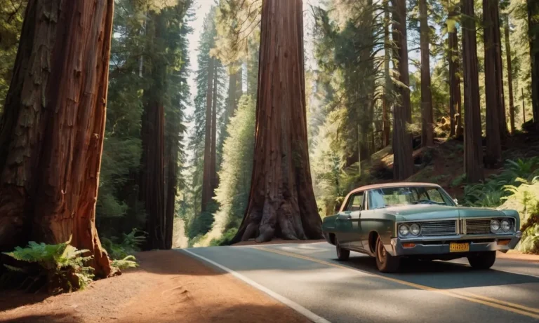 What Happened To The Famous Drive-Through Redwood Tree?