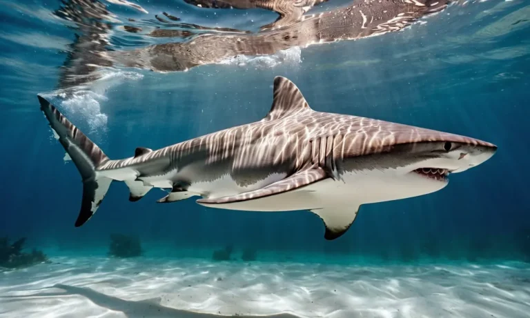 When Are Sharks Most Active In Florida?