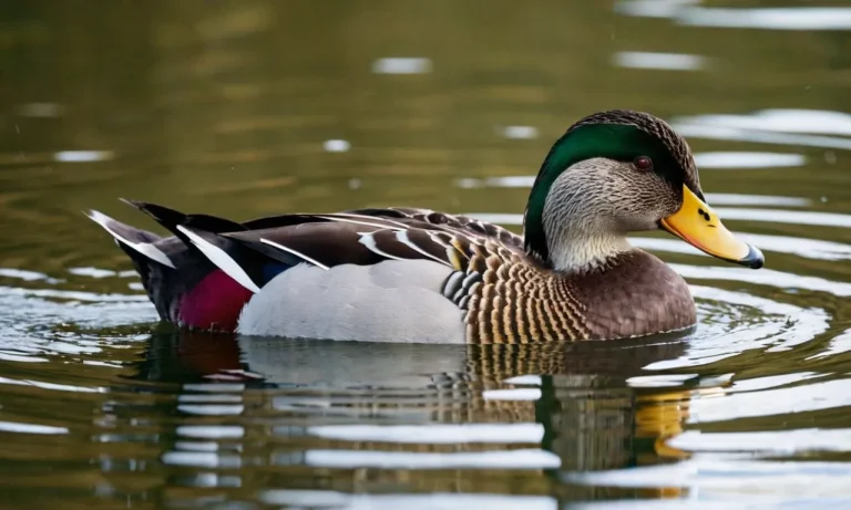 Why Is Duck Meat So Expensive?
